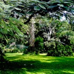 Cubbon Park Cubbon Park