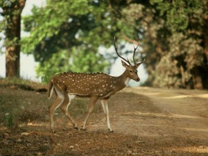 Deer in Kanha-National-Park Deer in Kanha-National-Park