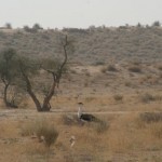 Desert National Park Desert National Park