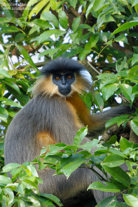 Langur in Manas-National-Park Langur in Manas-National-Park