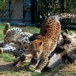 Nainital Zoo Nainital Zoo