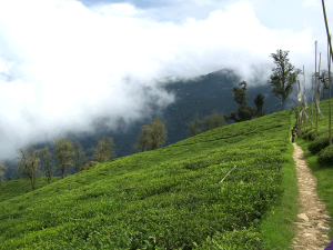 Tea Garden-dajeling Tea Garden-dajeling