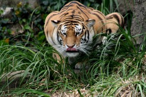 hunting tiger-Bandipur
