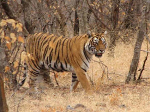 tigers in Ranthambore