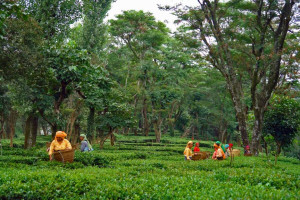 Palampur- Tea Capital of North India Palampur- Tea Capital of North India
