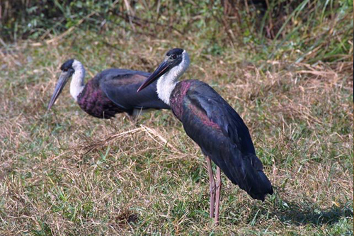 Woolly necked Stork Ciconia episcopus