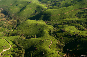 Peermade hill station