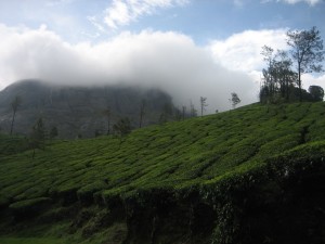 Peermade tea estates