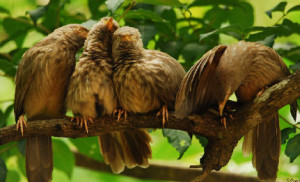 Perambikulam birds