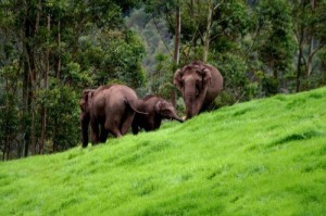 elephants at Periyar Wildlife Sanctuary elephants at Periyar Wildlife Sanctuary
