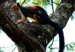 shenduruny wildlife squirrel Shenduruny Wildlife sanctuary - kerala