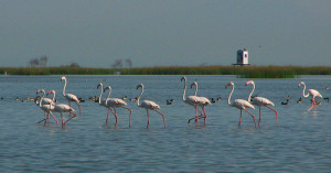 Chilka Lake birds Chilka Lake birds