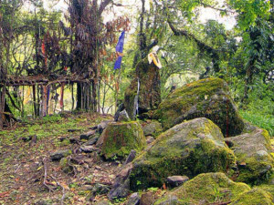 Kabi Longstok Kabi Longstok