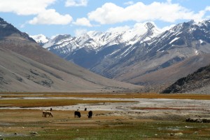 Rangdum valley - Ladakh