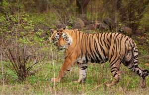 Srisailam Wildlife Reserve