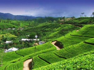 Darjeeling-india