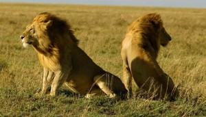Gir National Park - Asiatic Lions