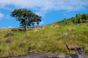 Eravikulam National Park