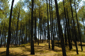Pine Forest Near Ranikhet in India Pine Forest Near Ranikhet in India