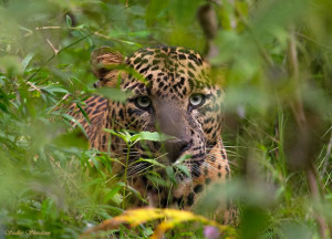 Bhadra Wildlife Sanctuary