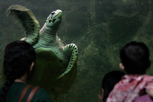 turtle at Taraporewala Aquarium turtle at Taraporewala Aquarium