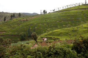 Doddabetta tea garden