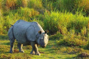 rhinoceros at gorumara national park