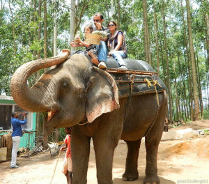 Elephant rides Munnar