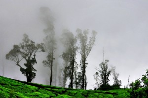 Pothamedu-munnar
