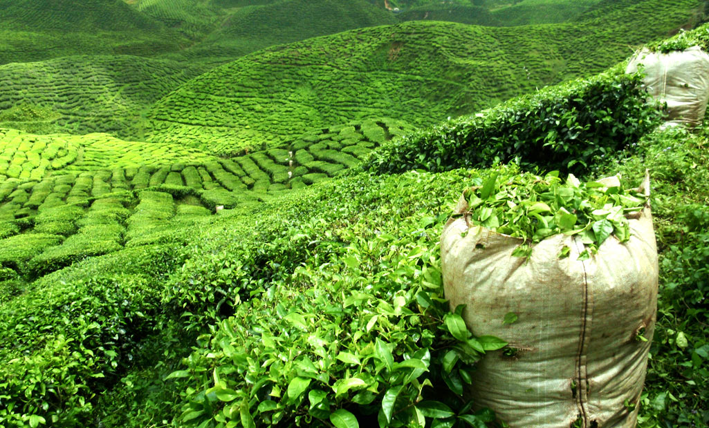 Darjeeling-Tea
