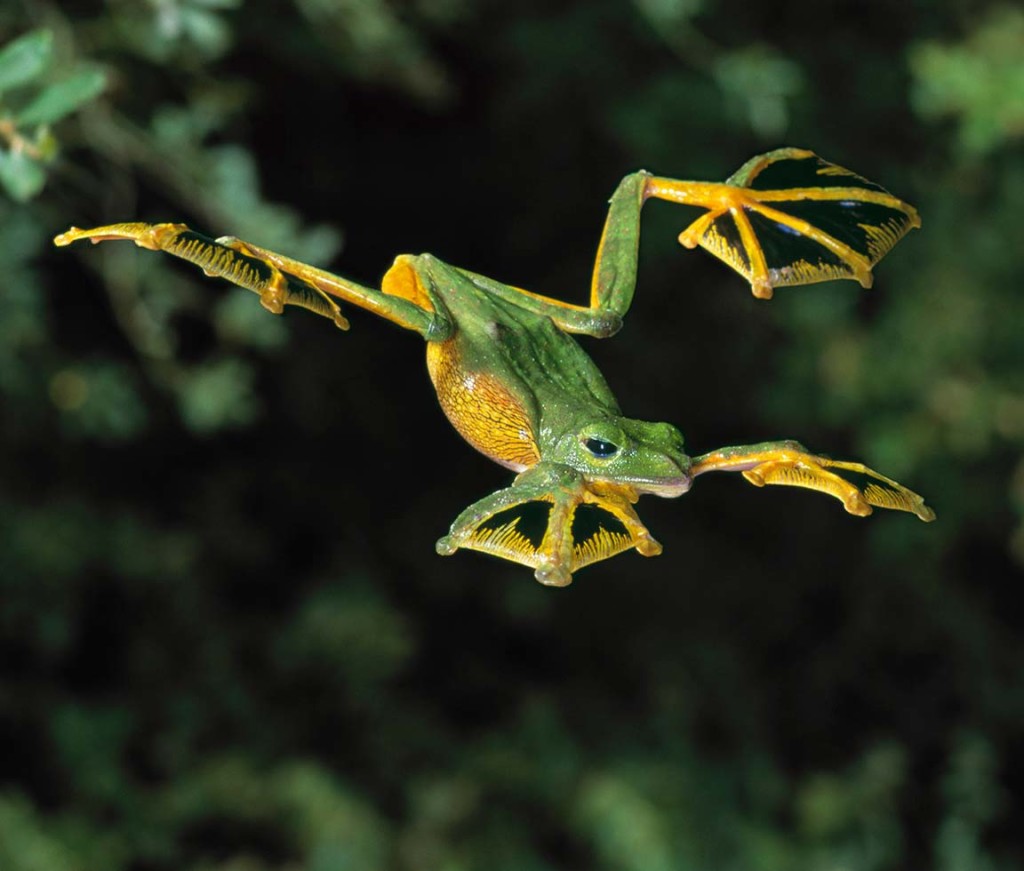 flying-frog