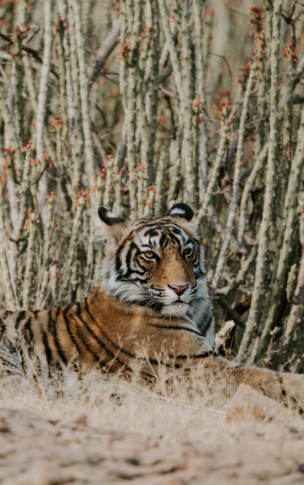 Ranthambore National Park 10 National Parks In India To Visit On Your Next Holiday