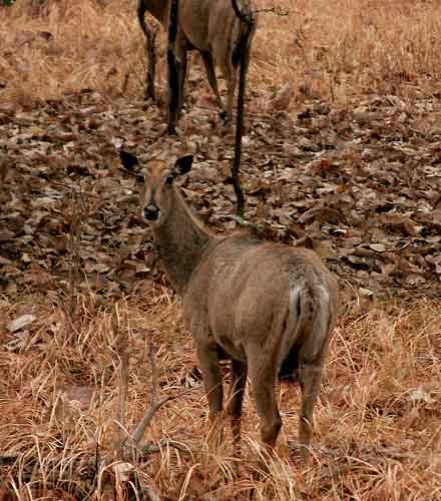 Panna National Park - Panna Wildlife Sancturay Chital Panna National Park