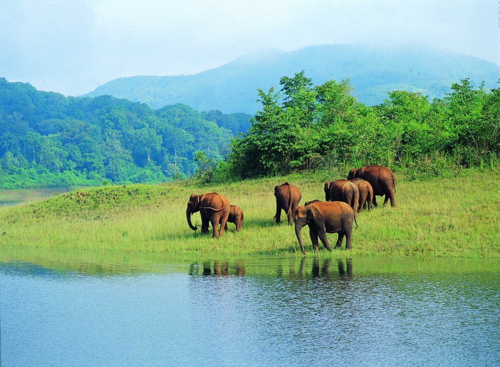 periyar national park safari cost