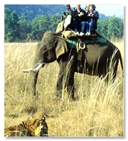 rajaji national park jungle safari
