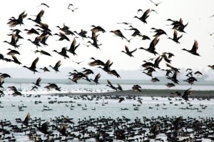 chilka lake bird sanctuary