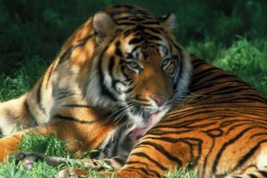 champawat tiger Champawat tourist attractions