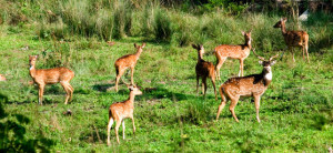 shenduruny wildlife sanctuary Shenduruny Wildlife sanctuary - kerala
