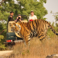 ranthambore safari Defining Captivating and Romantic: the top 10 honeymoon places in India