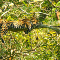 tholpetty wildlife Enjoy the Beauty of the Wilds in the Top 10 Wildlife Sanctuaries in Kerala