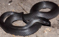 Snake species inhabiting the Indian sub-continent