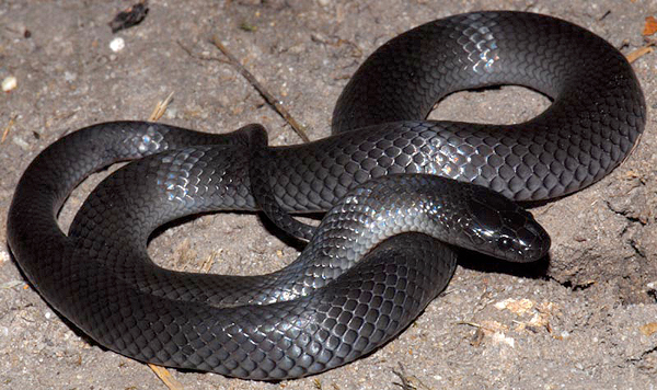 cryptophis nigrescens 001 Snake species inhabiting the Indian sub-continent