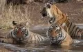 Bandhavgarh National Park