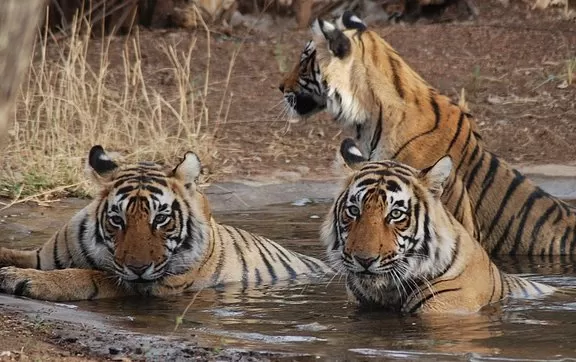 Bandhavgarh National Park