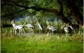 Keoladeo National Park – Bharatpur, Rajasthan