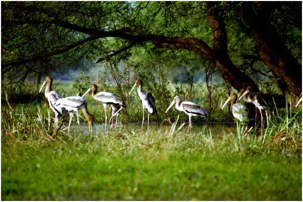Keoladeo National Park - Bharatpur, Rajasthan Bharatpur birds - keoladeo national park