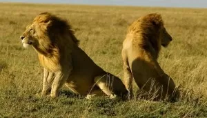 Gir National Park Asiatic Lions animals in india