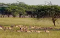 Velavadar Black Buck National Park India Wildlife Travel Velavadar Black Buck National Park