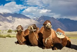 camel safari ladakh Camel Safari