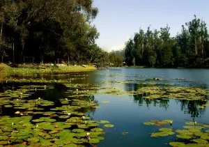 kodaikanal lake